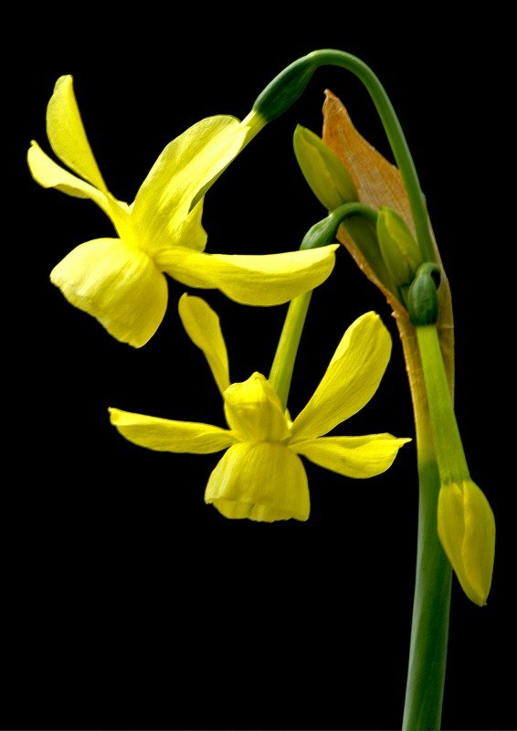 Narcissus ‘Hawera’  Lambley Nursery