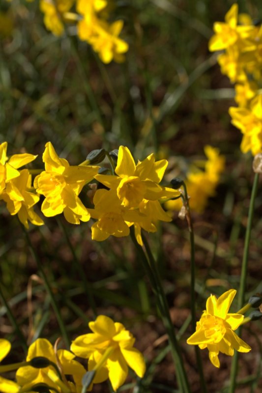 Narcissus jonquilla  Lambley Nursery
