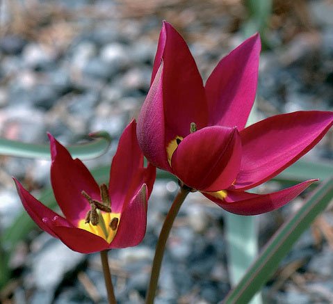 Tulipa Humilis Odalisque