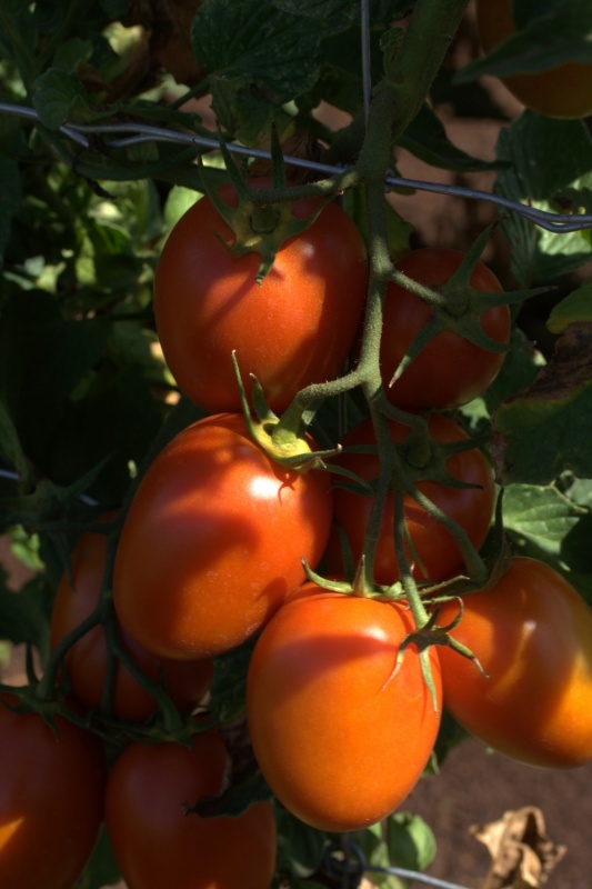 Tomato, Roma 'Milan' F1 (Solanum lycopersicum) | Lambley Nursery
