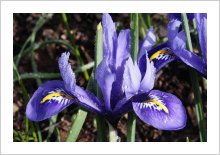 Iris reticulata ‘Harmony’