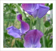 Sweetpea 'Captain of the Blues'
