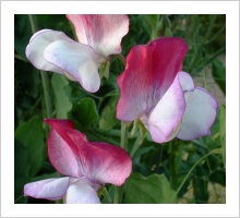 Sweetpea 'Fire and Ice'