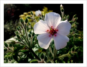 Geranium maderense ‘Guernsey White’