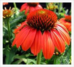 Echinacea-Hot Coral cone flower