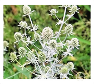 eryngium-planum_silver-salentino_flowerhead