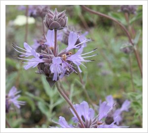 Salvia leucophylla 'Bees Bliss'