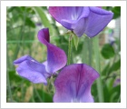 Sweetpea 'Captain of the Blues'
