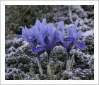 Iris reticulata ‘Harmony’ in frost.