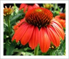 Echinacea-Hot Coral cone flower
