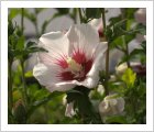 Hibiscus syriacus 'Red Ensign'