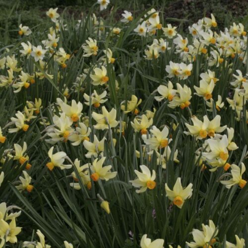 Alternative view of Narcissus cyclamineus 'Beryl'