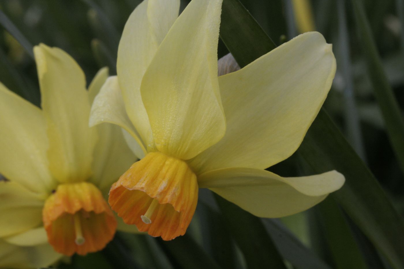 Narcissus cyclamineus 'Beryl'