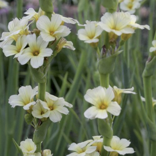 Sisyrinchium striatum