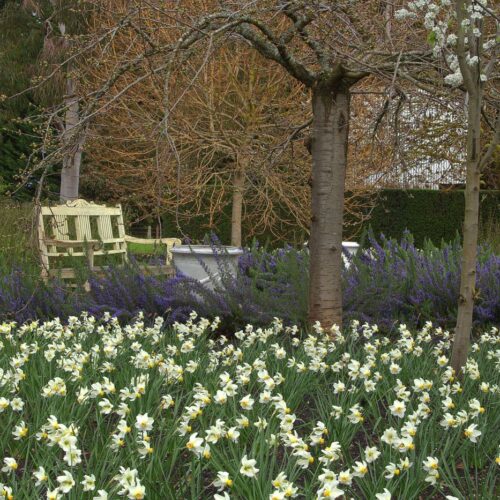 Narcissus cyclamineus 'Beryl' - Image 3