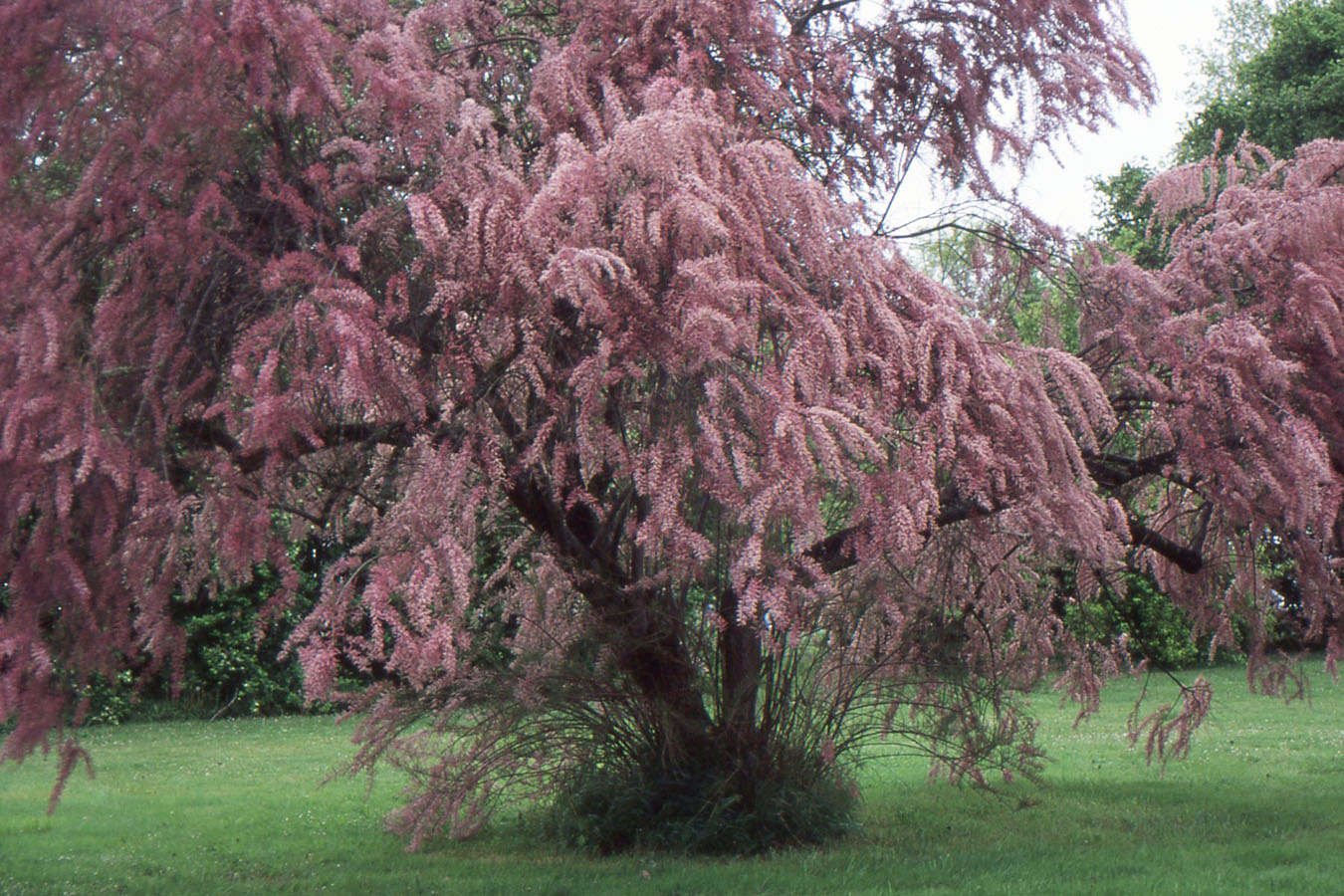 Tamarix parviflora