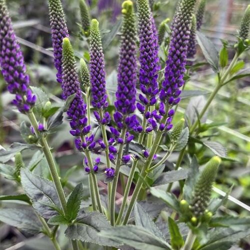 Veronica longifolia ‘Skyler Blue Splash’