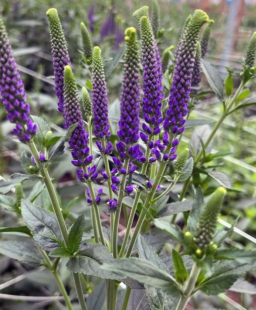 Veronica longifolia ‘Skyler Blue Splash’
