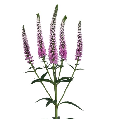 Veronica longifolia ‘Skyler Pink Splash’