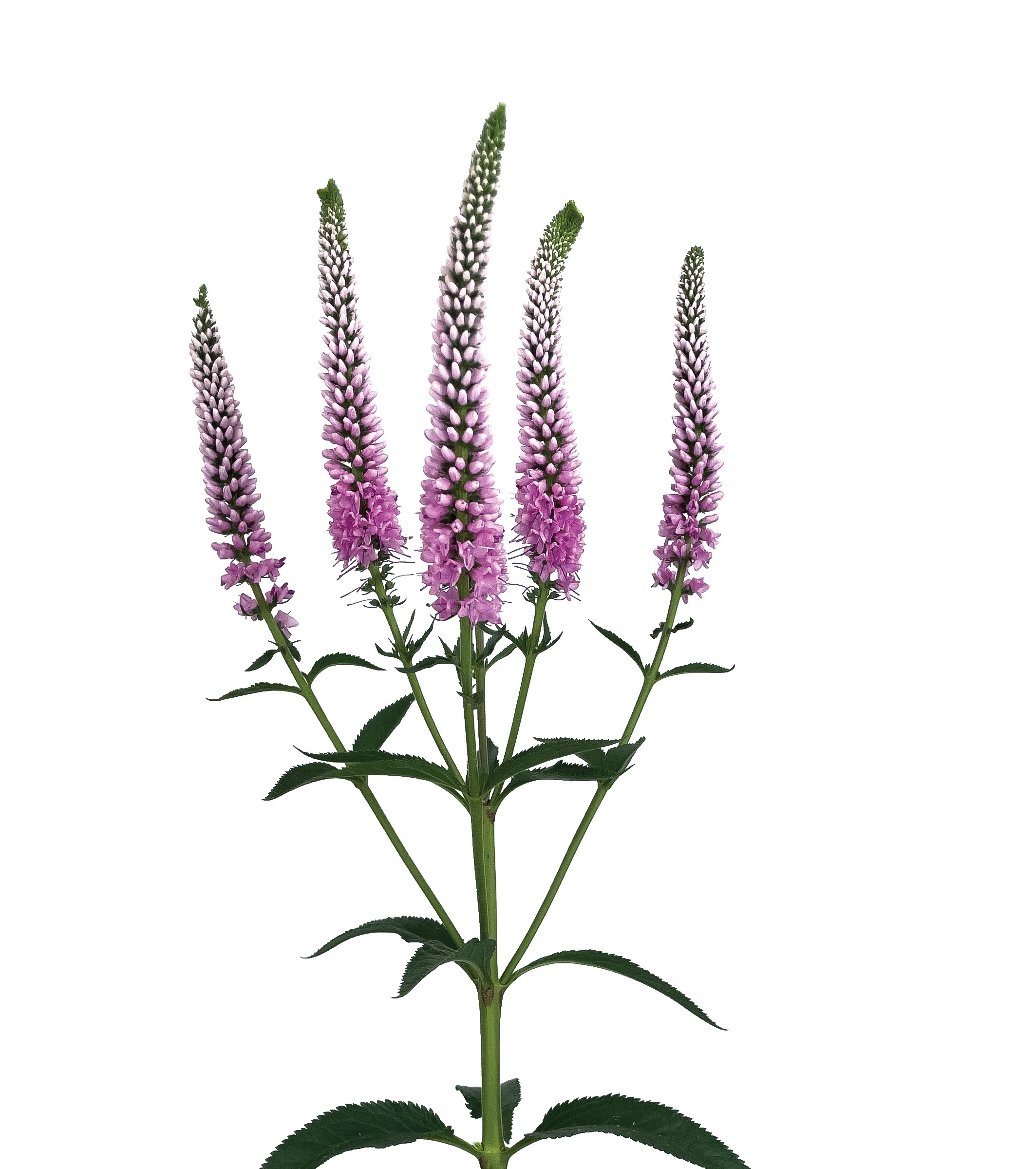 Veronica longifolia ‘Skyler Pink Splash’