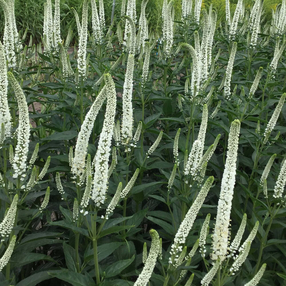 Veronica longifolia ‘Skyler White’