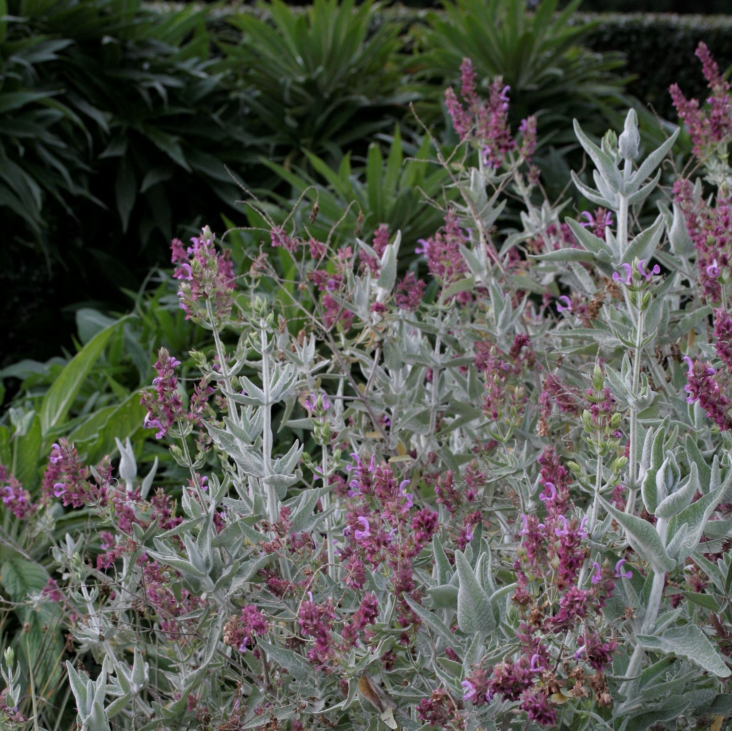 Salvia Canariensis Ssp Candidissima Lambley Nursery Salvia Canariensis Ssp Candidissima Lambley Nursery