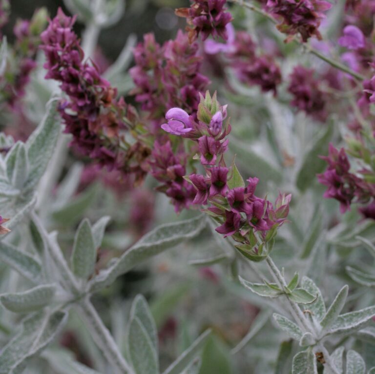 Salvia Canariensis Ssp Candidissima Lambley Nursery Salvia Canariensis Ssp Candidissima Lambley Nursery