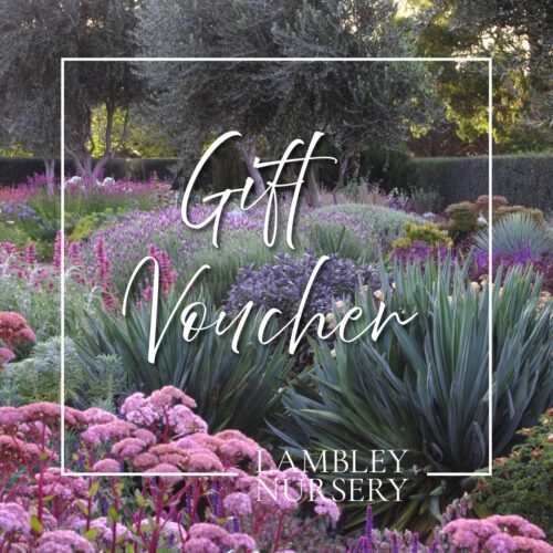 Lambley Gift Vouchers