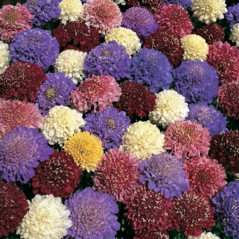 Semi Di Fiori Scabiosa (Pincushion) Mix Di Colori, Oltre 100 Semi, Perenni, Facili Da Coltivare