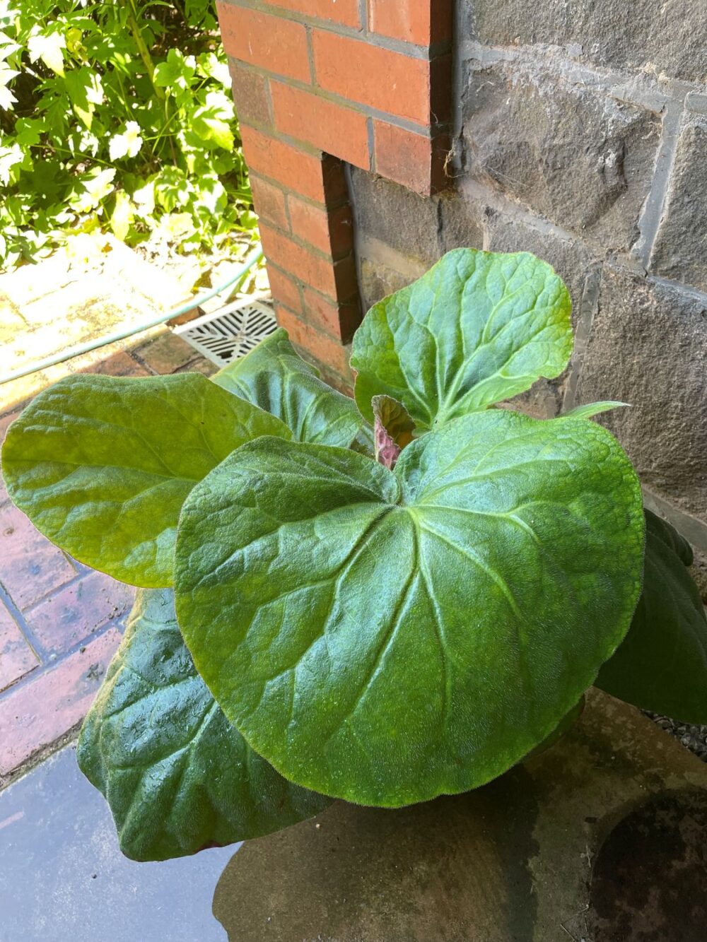 Bergenia ciliata