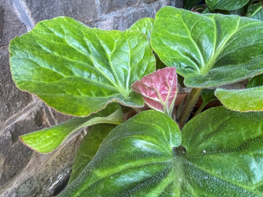 Bergenia ciliata - Image 2