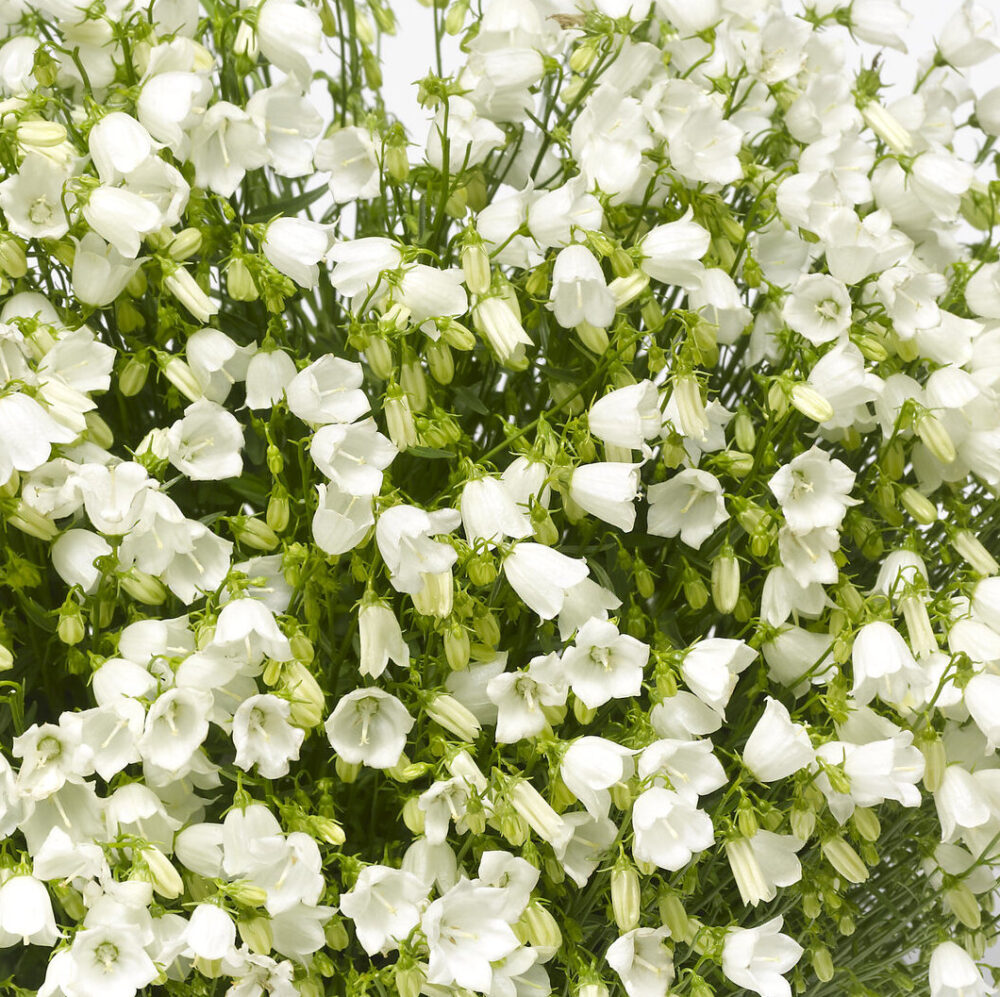 Campanula cochleariifolia ‘White Swinging Bells’ - Image 2