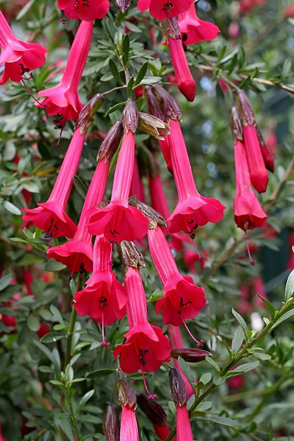 Cantua buxifolia - Image 2