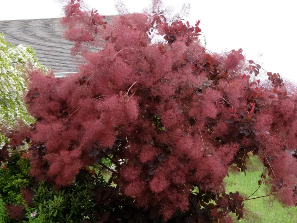 Cotinus ‘Grace’