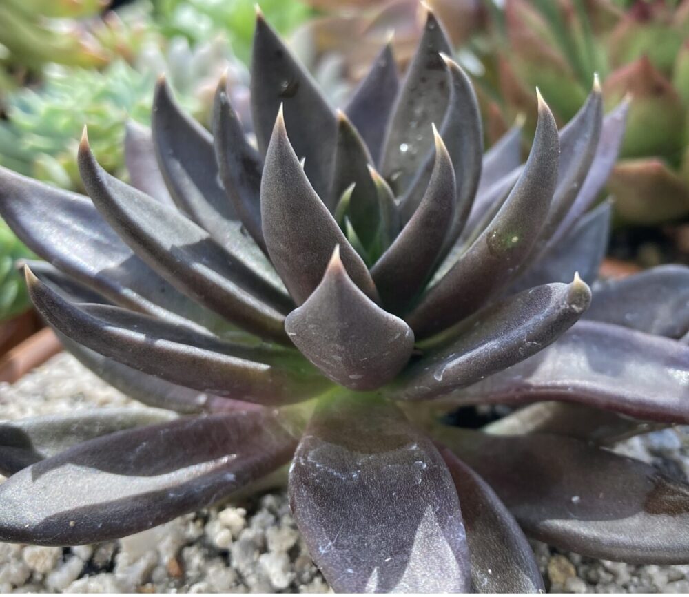 Echeveria affinis ‘Black Knight’