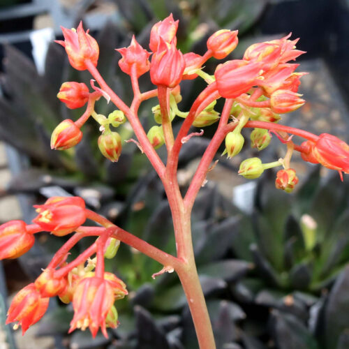 Echeveria affinis ‘Black Knight’