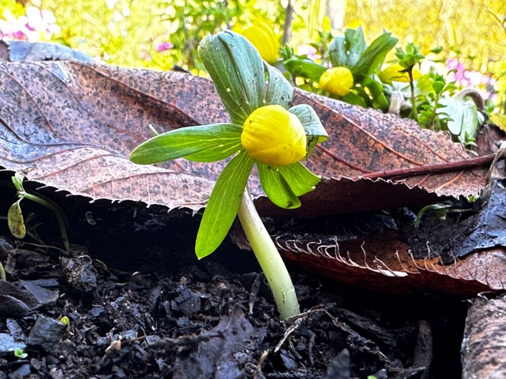 Eranthis cilicica - Image 2