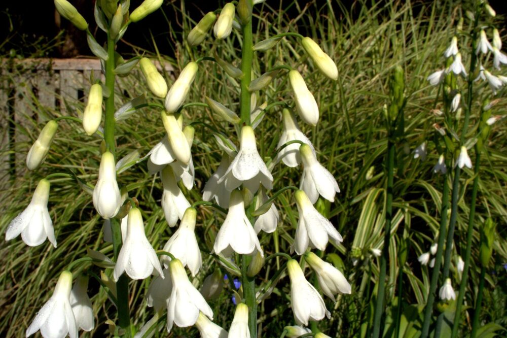 Galtonia candicans - Image 3