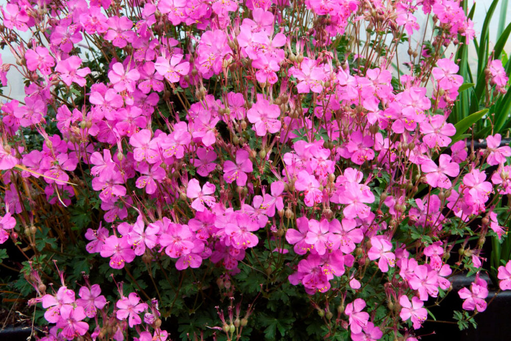 Geranium x cantabrigiense ‘Westray’