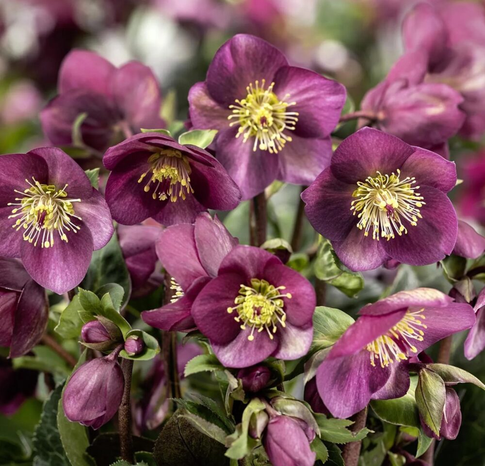 Helleborus x nigercors 'Ice Breaker Ruby'