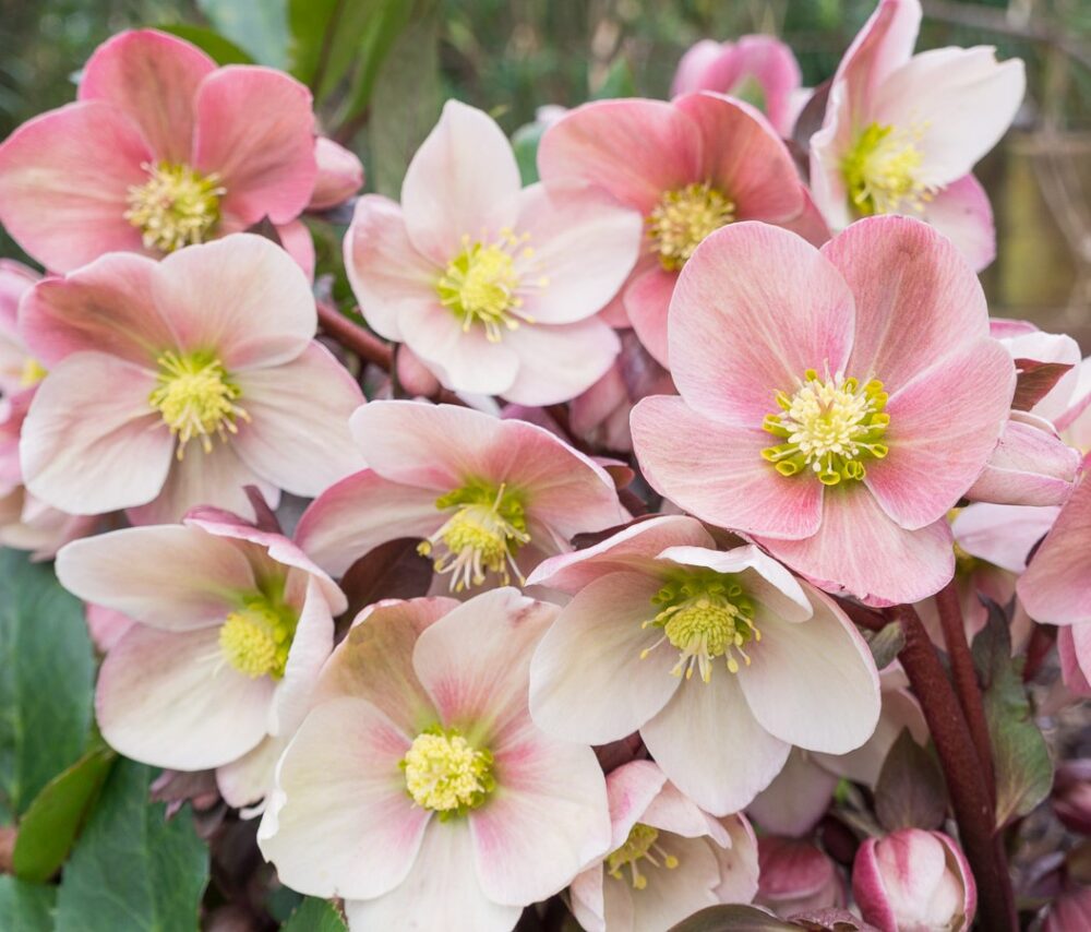 Helleborus ballardiae ‘Pink Frost’ ™