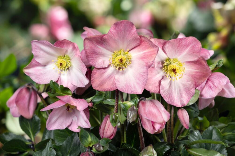 Helleborus x lemperii 'Winter Ballet Katie'