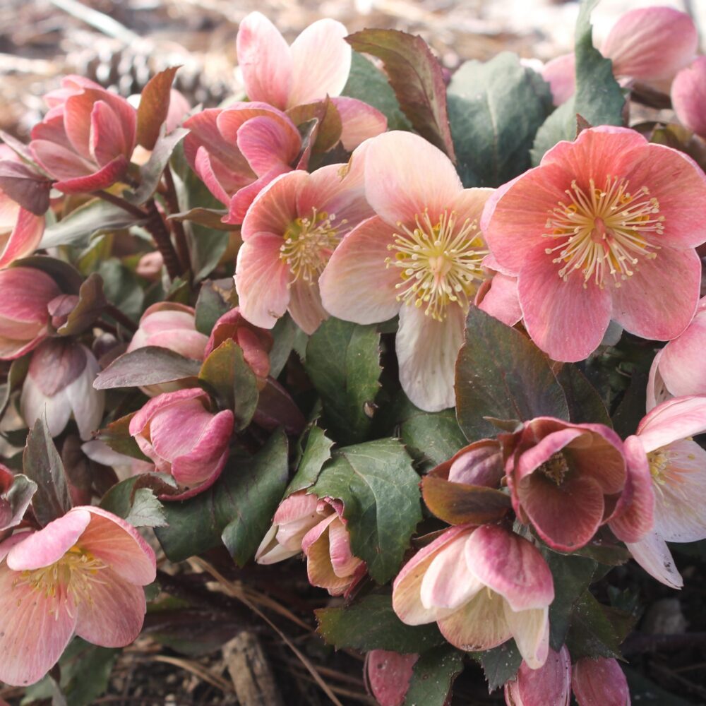 Helleborus ballardiae ‘Pink Frost’ ™ - Image 2