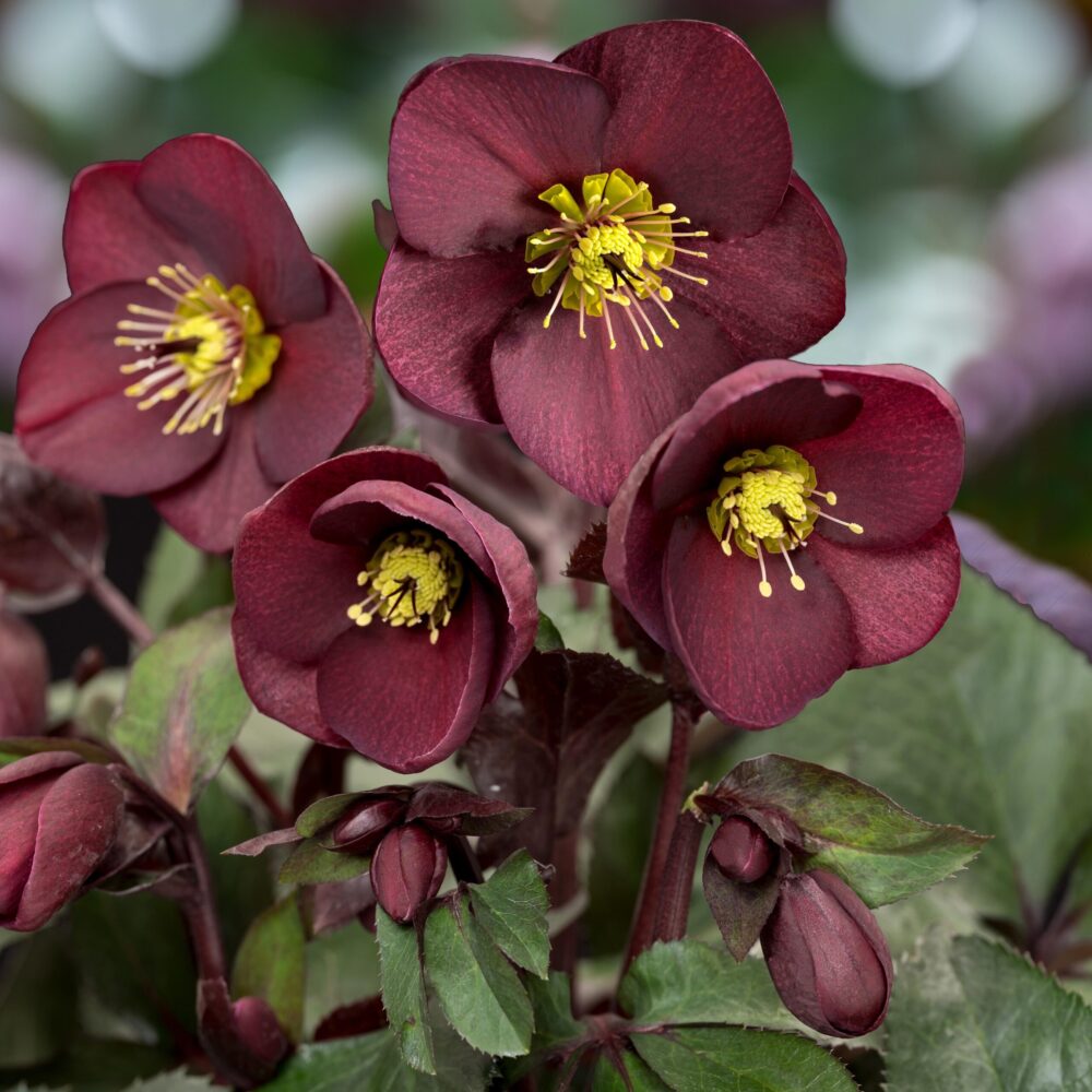 Helleborus x glandorfensis 'Ice 'n' Roses Merlot'