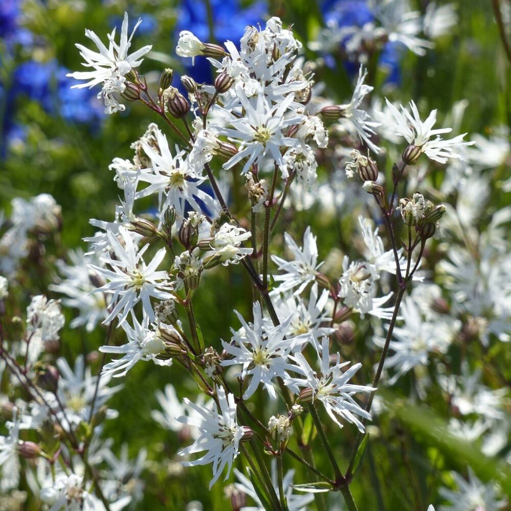 Lychnis flos-cuculi 'White Robin'