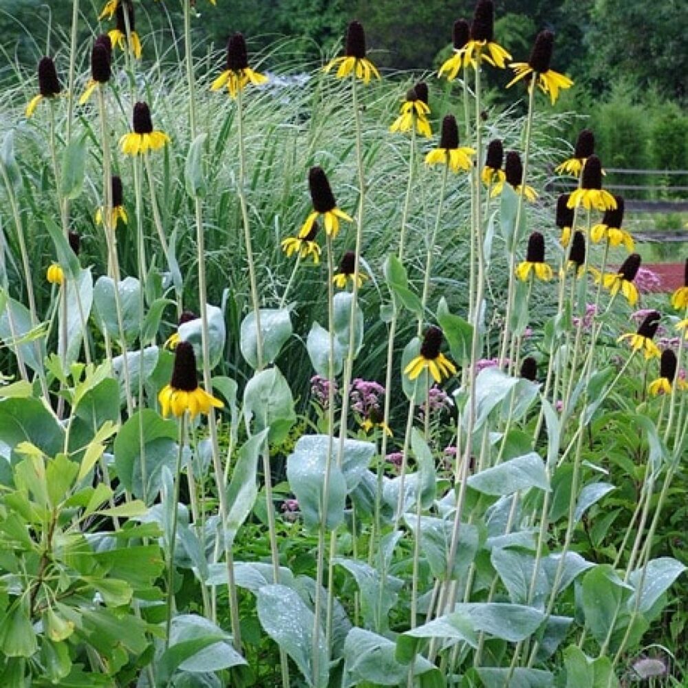 Rudbeckia maxima