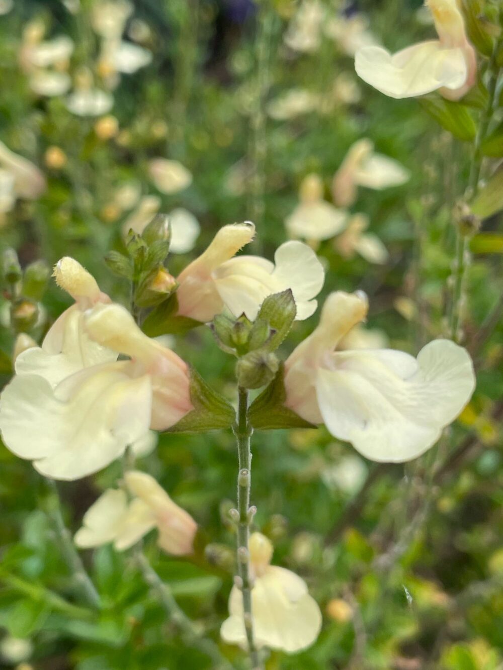 Salvia x jamensis 'Yellow'