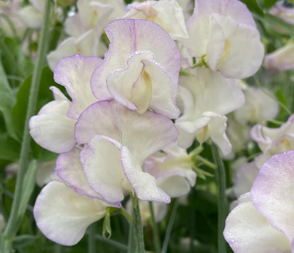 Sweetpea ‘High Scent’ (Lathyrus odoratus)