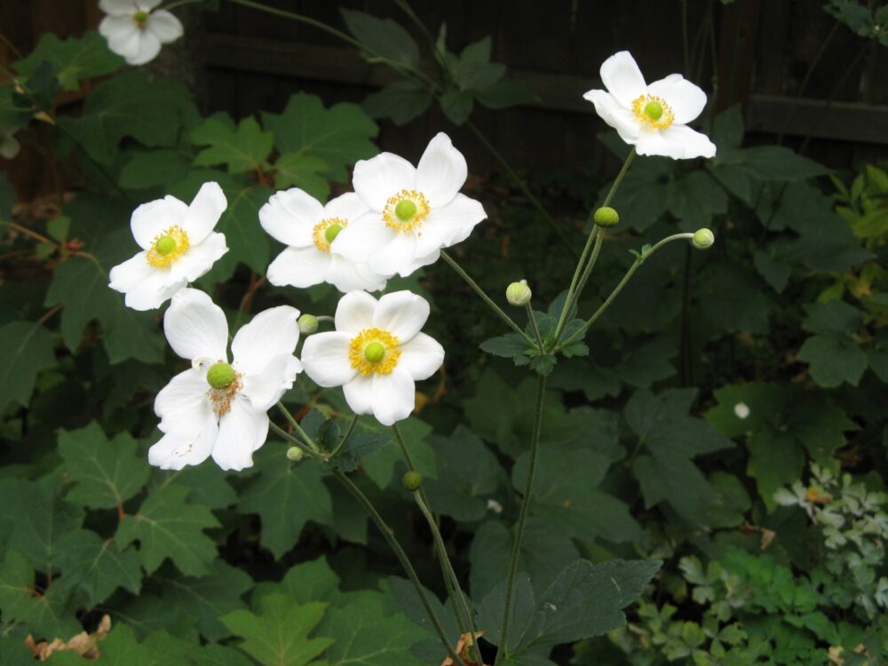 Anemone x hybrida ‘Honorine Jobert’