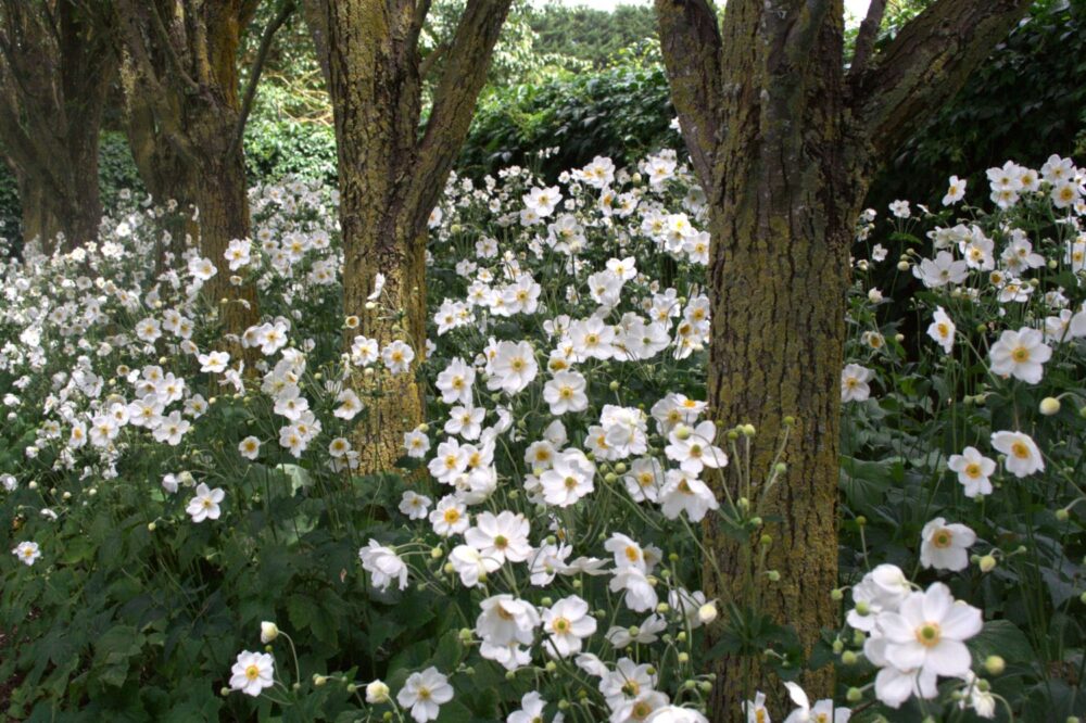 Anemone x hybrida ‘Honorine Jobert’ - Image 3